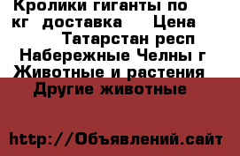 Кролики гиганты по 9-10 кг (доставка)  › Цена ­ 1 000 - Татарстан респ., Набережные Челны г. Животные и растения » Другие животные   